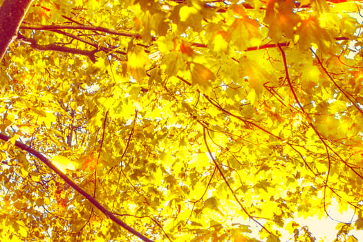 Autumn background with bright colorful leaves. photo