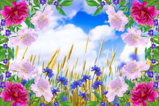 Field cornflower blue flowers against the background of the summer landscape. photo