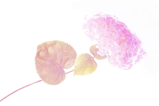 Colorful hydrangea flowers. photo
