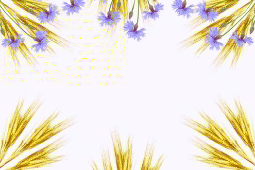 Wild flower cornflower. wheat photo