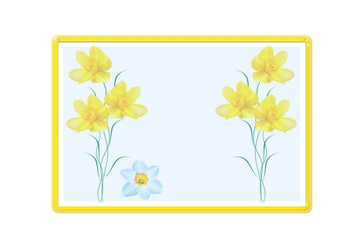 spring flowers narcissus isolated on white background photo