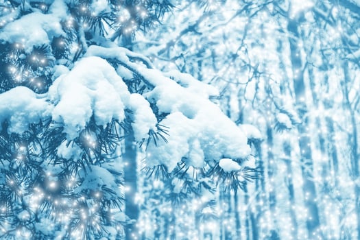 Frozen winter forest with snow covered trees. photo