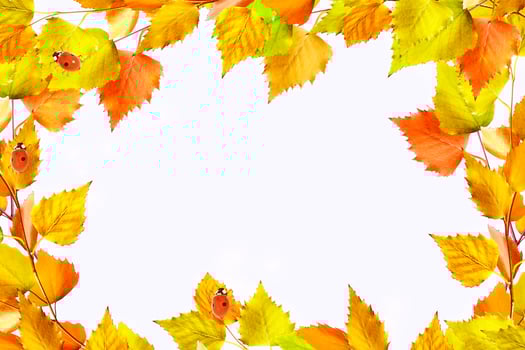 Bright colorful autumn leaves photo