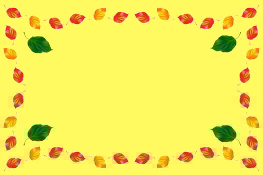 Bright colorful autumn leaves photo