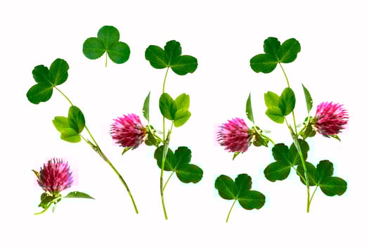 Pink flower clover isolated on white background. photo