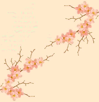 Flowering branch of cherry photo