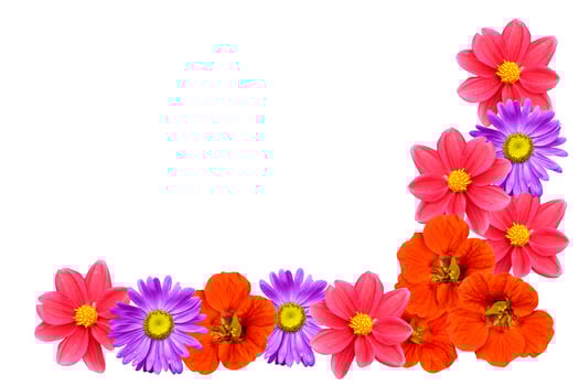 Natural floral background. Bright and colorful autumn flowers. photo