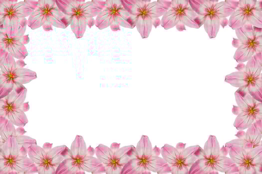 Bright lily flowers isolated on white background. photo
