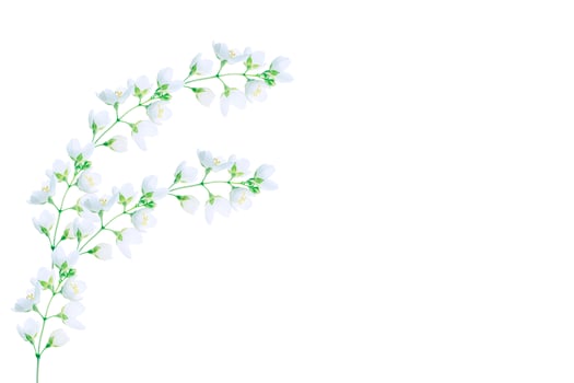 branch of jasmine flowers isolated on white background. photo