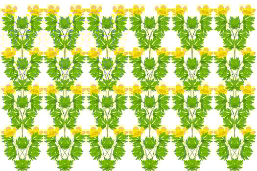 Yellow wildflowers buttercup isolated on white background. photo
