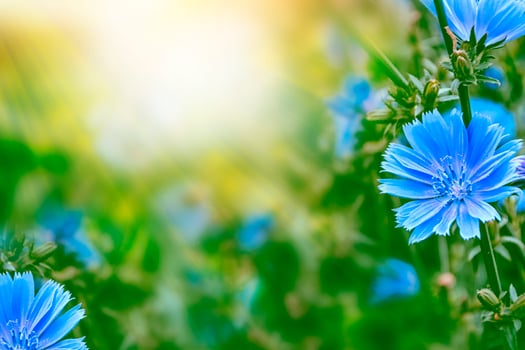 Bright flowers chicory photo