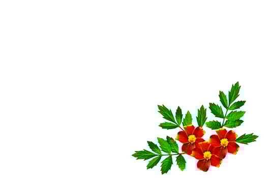 Autumn flowers marigolds isolated on white background. photo