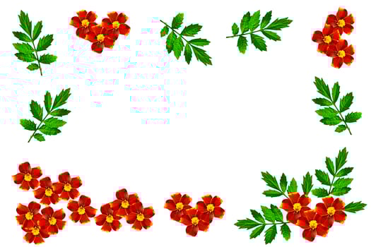 Autumn flowers marigolds isolated on white background. photo