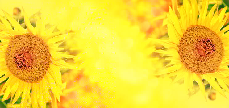 Bright colorful flower sunflower photo