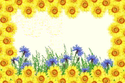 Field cornflower blue flowers against the background of the summer landscape. photo