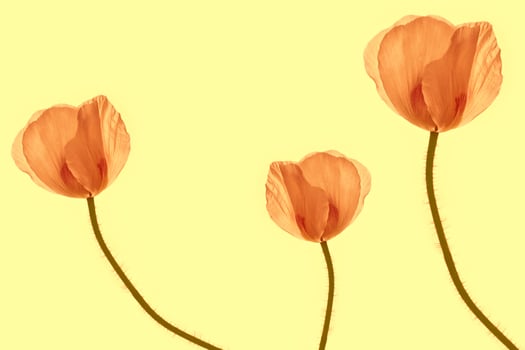 Natural floral background. Bright colorful poppies flowers. photo