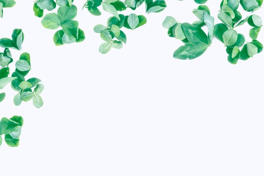 green clover leaves isolated on white background. St.Patrick 's Day photo