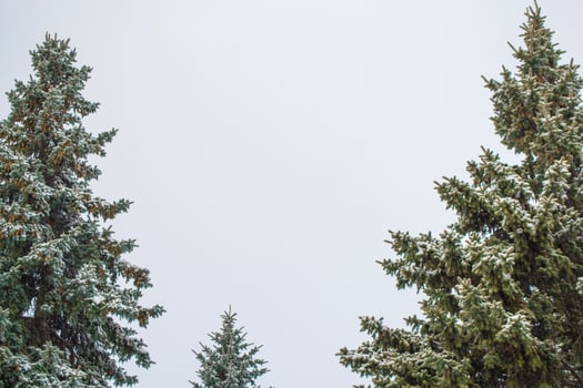 Frozen winter forest with snow covered trees. photo
