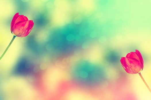 Bright and colorful flowers tulips photo