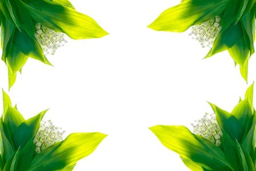 Lily of the valley flower on white background photo