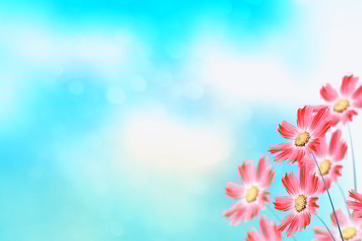 Colorful cosmos flowers on a background of summer landscape. photo