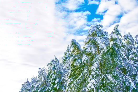 Frozen winter forest with snow covered trees. photo