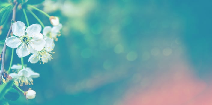 Bright colorful spring flowers photo