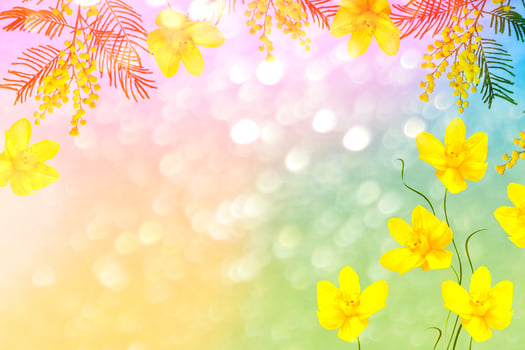 Bush of yellow spring flowers mimosa photo