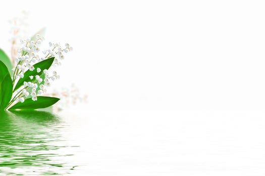 Lily of the valley flower on white background photo
