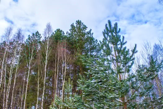Frozen winter forest with snow covered trees. photo