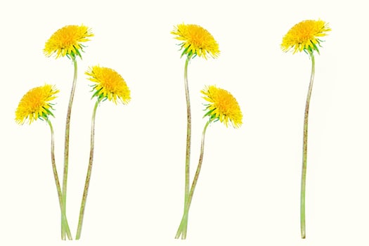 Dandelion on a white background photo