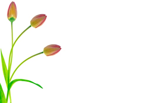 spring flowers tulips photo
