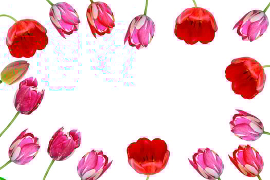 spring flowers tulips photo