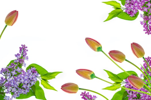 spring flowers tulips photo