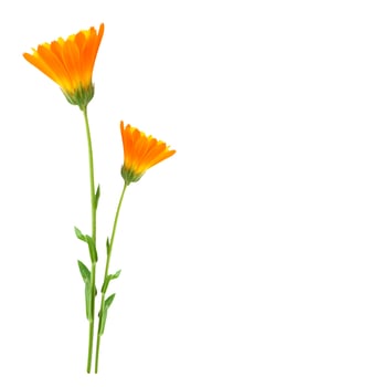 Bright marigold flowers photo