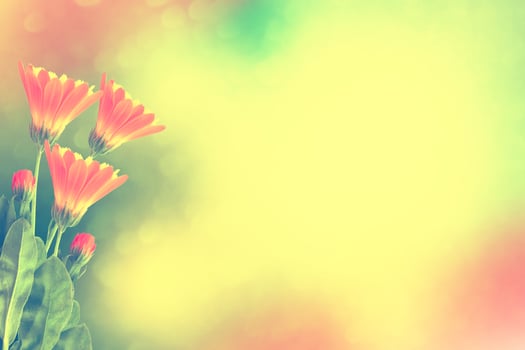 calendula flowers on a background of the summer landscape. photo