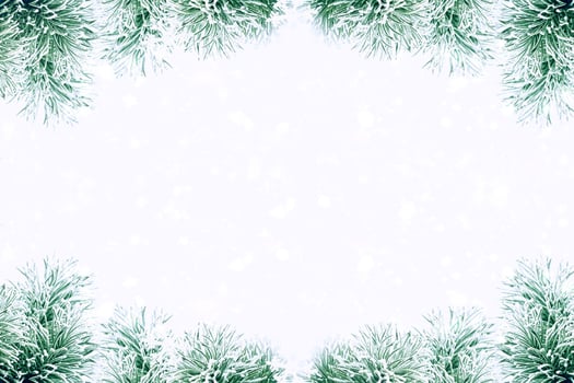 Snow covered trees. fir branch isolated on white background. photo