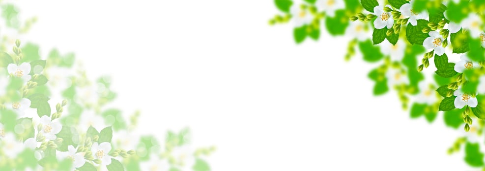 branch of jasmine flowers isolated on white background. photo