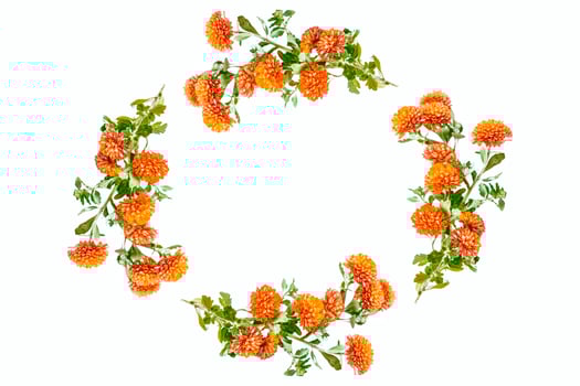Colorful autumn flowers of chrysanthemum photo