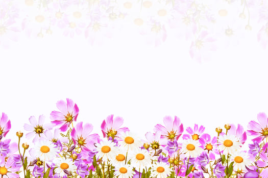 field daisy flowers and bells isolated on white background photo