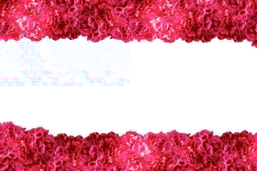Flower bud roses on a white background photo