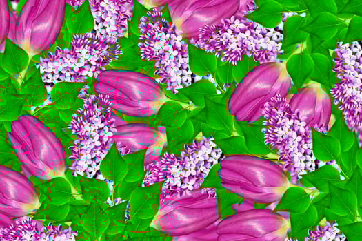 spring flowers tulips photo
