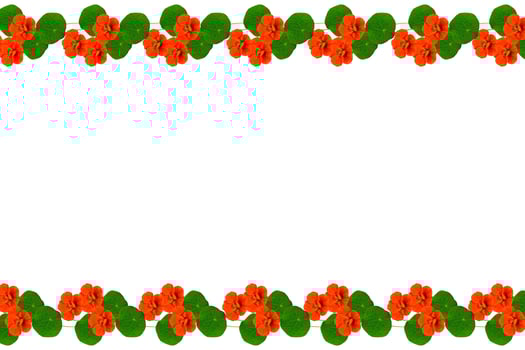 Autumn nasturtium flowers isolated on white background. photo