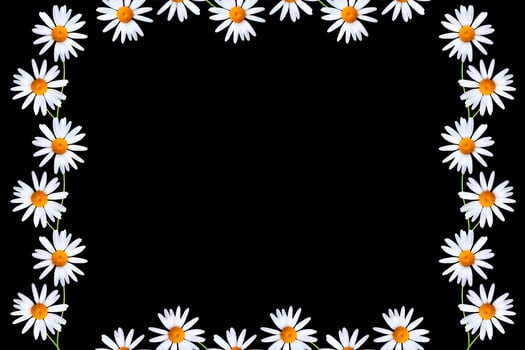 daisies summer white flower photo