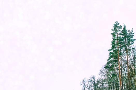 Frozen winter forest with snow covered trees. photo