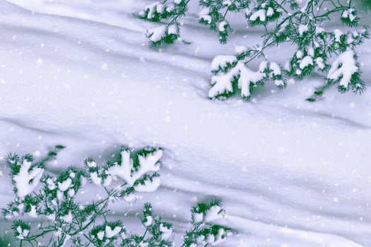 Frozen winter forest with snow covered trees. photo