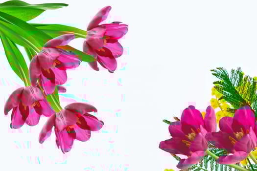 spring flowers tulips photo