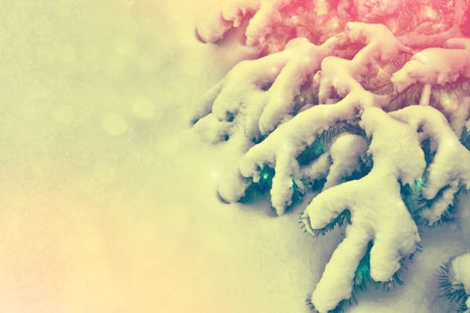 Frozen winter forest with snow covered trees. photo