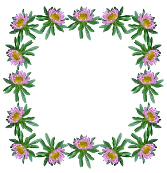Michaelmas daisy flowers isolated on white background photo