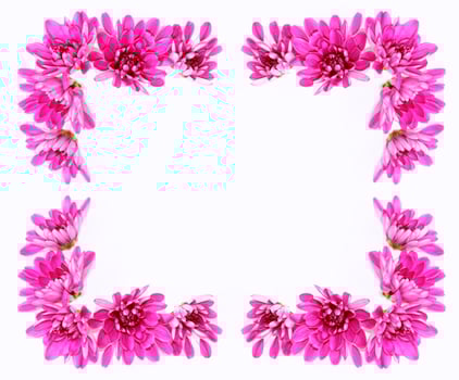 Colorful autumn flowers of chrysanthemum photo